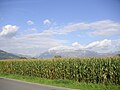 Español: Una plantación de maíz en Liechtenstein. Français : Un champ de maïs au Lichtenstein English: A corn field in Liechtenstein 中文（简体）：列支敦士登的玉米田