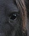 A black horse, even with a sun-bleached hair coat (as seen with the forelock of the black horse in this image) will have solid black hairs around the eye.