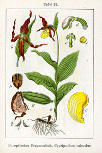 plate 21 archive copy at the Wayback Machine Cypripedium calceolus