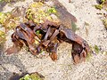 Algues dans la baie de Concarneau