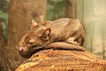 Fossa