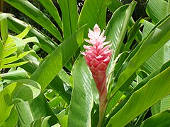 Alpinia purpurata (red ginger)