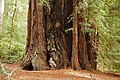 parc national de Redwood