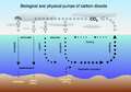 Air-sea exchange of carbon dioxide