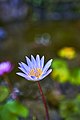 * Nomination A water lily in a pond.--銀河市長 11:27, 2 December 2021 (UTC) * Decline  Oppose Nice composition and bokeh. DoF is too narrow. Use a smaller aperture, say F/8 or F/16 to get more of the flower in focus. Add some categories for lily and the location. --Tagooty 06:45, 3 December 2021 (UTC)