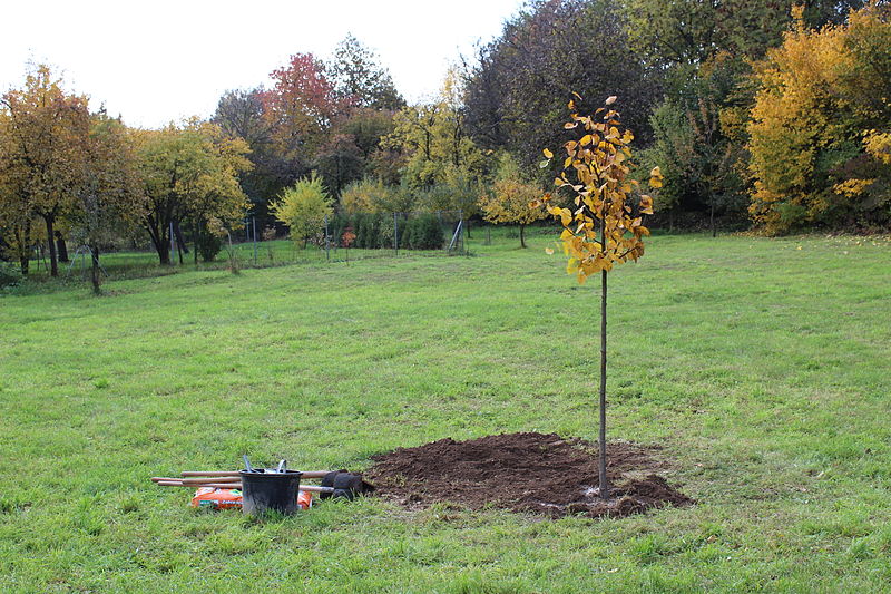 File:2013-10-13 - Zemianske Podhradie, zasazený strom.jpg