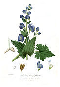 Aconitum heterophyllum