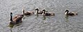 * Nomination: A goose (Branta canadensis) and her offspring. --Thefurlinator 02:45, 31 May 2009 (UTC) * * Review needed