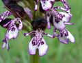 Orchis purpurea