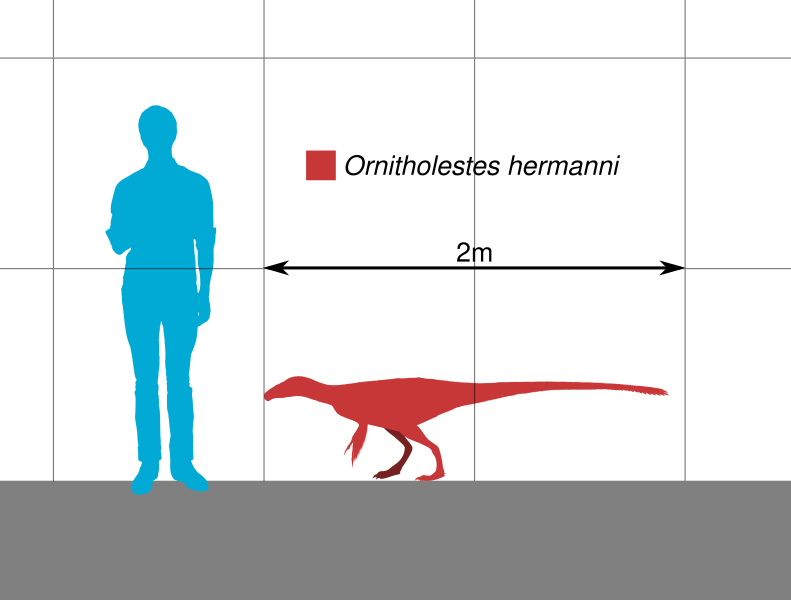 File:Ornitholestes Scale.svg