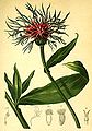 Centaurea montana plate in: Anton Hartinger: Atlas der Alpenflora, (1882)