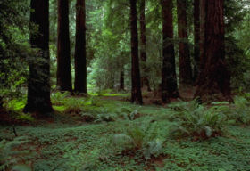 Muir Woods National Monument, California, United States