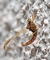 العربية: ذبابة أيّار أو ذبابة مايو English: Ephemeroptera (Mayfly)