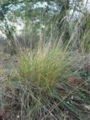 Brachypodium phoenicoides, Martorell (Baix Llobregat), Catalonia.