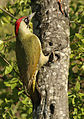 Woodpecker (March/January)