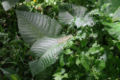 A type of poison ivy in sumatran forest