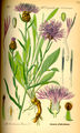 Centaurea jacea plate 863 in: Otto Wilhelm Thomé: Flora von Deutschland, Österreich u.d. Schweiz, Gera (1885)