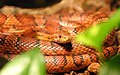 Pantherophis guttatus