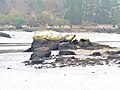 Rocher en forme de tortue situé à la confluence entre l'Anse de Poulguin et la ria de l'Aven