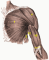 Superficial front muscles of arm