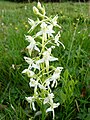 Platanthera bifolia France - Vosges