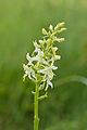 Platanthera bifolia Estonia