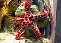 * Nomination Colourful shot of a starfish by Arpingstone --Thermos 10:25, 30 July 2006 (UTC) * Promotion plain composition but the execution of photographing through glass far out weighs this. Gnangarra 05:40, 31 July 2006 (UTC)