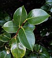 Saint-Goazec, parc du château de Trévarez : feuillage de camellia japonica "Comte de Gomer"