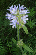 Campanula cervicaria