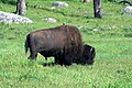 Yellowstone NP