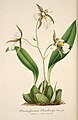 Rhynchostele ehrenbergii (as syn. Odontoglossum ehrenbergii) plate 30 in: Charles Antoine Lemaire: L'Illustration horticole (Orchidaceae), vol. 1, (1854)