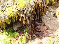 Fucus serratus et algues dans la baie de Concarneau