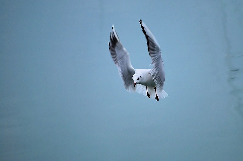 File:Zumaia Mouette 01.jpg