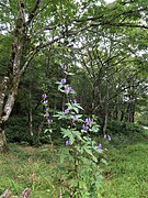 Aconitum kiyomiense