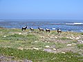 Bontebok in the Cape Peninsula National Park