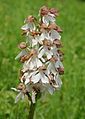 Orchis purpurea f. albida Germany - Saarland