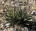 Plant on Sandia Peak