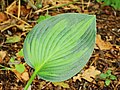 * Nomination Almost untouched beautiful leaves of Hosta June in August.-- Famberhorst 05:52, 22 August 2013 (UTC) * Promotion  Support OK --A.Savin 16:45, 22 August 2013 (UTC)