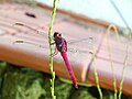 Dragonfly, Brasil