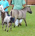 Deutsch: Erwachsenes Pferd: Mausfalbe, Fohlen Mausfalbe mit Tigerscheckung kombiniert English: Grown up horse: Mouse dun; foal: mouse dun with leopard/appaloosa spotting