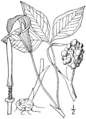 Arisaema triphyllum   ssp. triphyllum