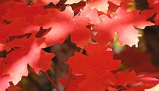 Bigleaf Maple Leaves in Fall, Little Cottonwood Canyon, Utah