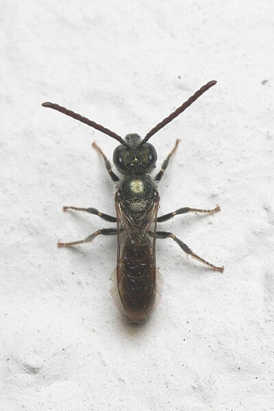 File:Lasioglossum sp. dorsal Bytom.jpg