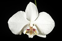 Phalaenopsis aphrodite