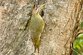 Picus squamatus (cat.)