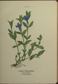 Vinca minor plate 5 in: Wayside and woodland blossoms, 1895