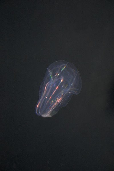 File:Comb jelly (198583323).jpg