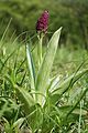 Orchis purpurea