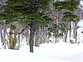 Camino Pucón, Volcán Villarrica, Chile