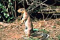 Xerus rutilus Unstriped Ground Squirrel